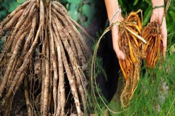 பெண்களின் அனைத்துவிதமான பிரச்சனைகளும் தீர வேண்டுமா? இந்த ஒரு கிழங்கு போதும்