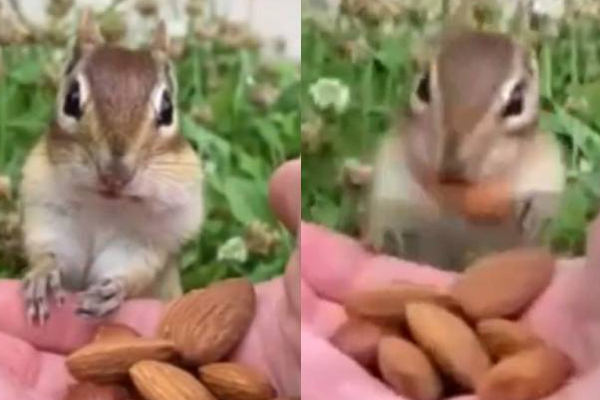 ஜெட் வேகத்தில் பாதாமை ருசிக்கும் அணில்! துருதுருவென பார்க்கும் அரிய காட்சி | Viral Video Funny