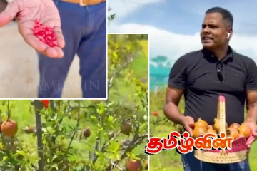 றீ(ச்)ஷா பண்ணையில் காய்த்துக் குழுங்கும் மாதுளம் பழங்கள்.. அறுவடை ஆரம்பம்!