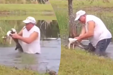 Viral Video: முதலை வாயில் சிக்கிய நாய்க்குட்டி... முதியவர் செய்த தரமான சம்பவம்