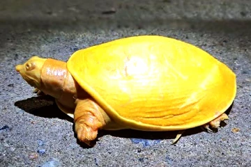 தங்க நிற ஆமை! குளத்தில் மீன்பிடி வலையில் சிக்கிய ஆச்சரியம்