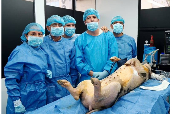 இறந்த பன்றிக்கு உயிர்கொடுத்த விஞ்ஞானிகள் - அறிவியல் புரட்சியில் சாதனை! | Scientists Who Brought The Dead Pig Back To Life