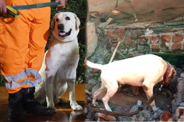 3 நாட்களாக இடிபாடுகளுக்கு அடியில் புதைந்த சிறுமியை கண்டுபிடித்த மீட்பு நாய்க்கு விருது