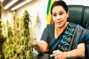 கஞ்சா பயிர்ச்செய்கைக்கு வெளிநாட்டு முதலீட்டாளர்கள் : டயானாவின் முயற்சி வெற்றி