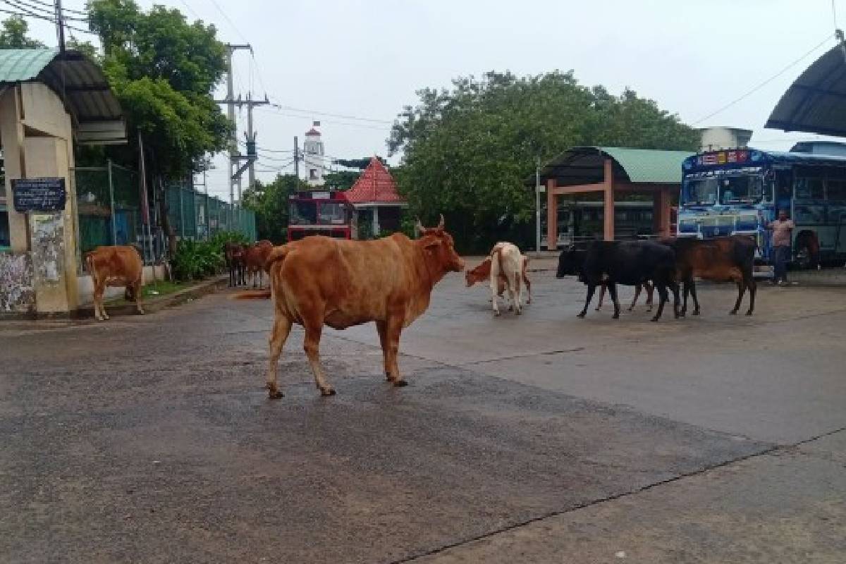 திருகோணமலை மத்திய பேருந்து நிலையத்தில் கட்டாக்காலி மாடுகளின் அட்டகாசம் | Menace Stray Cattle Trincomalee Central Bus Stand திருகோணமலை மத்திய பேருந்து நிலையத்தில் கட்டாக்காலி மாடுகளின் அட்டகாசம் | Menace Stray Cattle Trincomalee Central Bus Stand