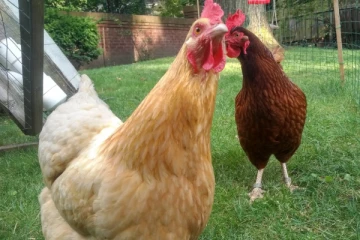 கோழிகள் வாடகைக்கு... முட்டை விலை உயர்வால் அமெரிக்காவில் பிரபலமாகும் நிறுவனம்