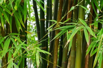 மூங்கில் செடியை பொறுமையின் உதாரணத்திற்கு கூறுவது ஏன்? பலருக்கும் தெரிந்திடாத உண்மை