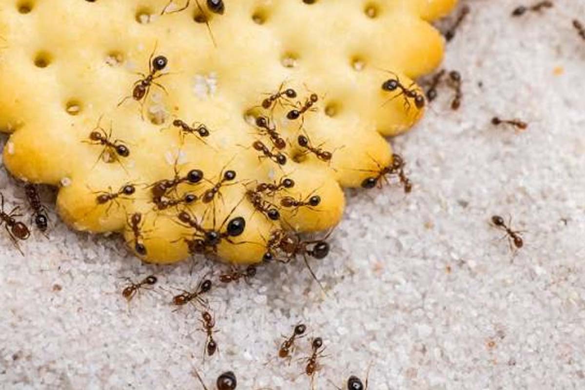 Interesting Fact: உலகத்திலேயே ஒரு எறும்பு கூட இல்லாத இடம் எது தெரியுமா? | Interesting Facts Only Place World With No Ants Interesting Fact: உலகத்திலேயே ஒரு எறும்பு கூட இல்லாத இடம் எது தெரியுமா? | Interesting Facts Only Place World With No Ants