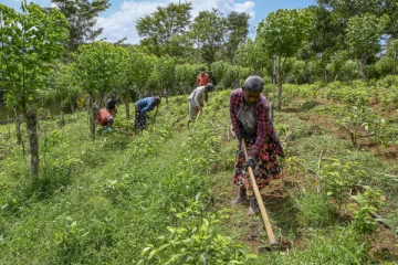 වගා නොකරන පෞද්ගලික ඉඩම් රජයට පවරා ගැනේ - නවතම වැඩපිළිවෙළක්