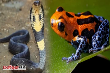 ராஜ நாகம் vs விஷ டார்ட் தவளை - இதில் எதற்கு வலிமை அதிகம்?