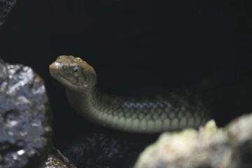 தன்னை கடித்த பாம்பை மீண்டும் கடித்த நபர் - பறிபோன பாம்பின் உயிர், தப்பிய 35 வயது நபர்!