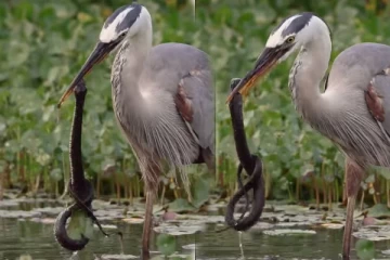 பெரிய பாம்பை உணவாக்கும் நாரையின் புல்லரிக்கும் காட்சி! அரிய காணொளி இதோ