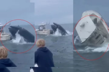 அமெரிக்காவில் திமிங்கல தாக்குதல்: நொடிப்பொழுதில் தப்பிய மீனவர்கள்: வீடியோ