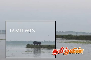 மட்டக்களப்பில் தொடரும் காட்டு யானைகளின் அட்டகாசம்