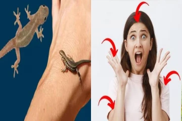 பல்லி உடலில் எங்கே விழுந்தால், என்ன பலன்? ஜோதிடம் சொல்லும் உண்மை