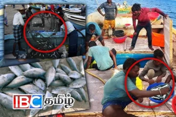 இறந்த மீன்களை உண்பதைத் தவிருங்கள்...! மக்களுக்கு அவசர எச்சரிக்கை