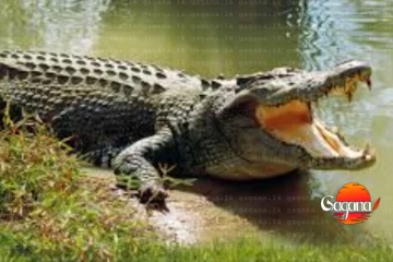 ඛේදවාචකයක් - අලි රංචුවකින් බේරෙන්න පැනපු ඇළේදි කිඹුල් ප්‍රහාරයකින් පුද්ගලයෙක් මරුට