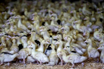 தடுப்பூசி செலுத்தப்பட்ட பறவைகளிலும் பறவைக் காய்ச்சல்: பிரான்சில் கொல்லப்பட்ட 8,700 வாத்துகள்