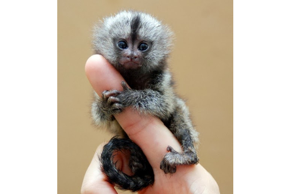 உலகிலேயே மிகச் சிறிய குரங்கு கண்டுபிடிப்பு! எங்கு தெரியுமா? | The Smallest Monkey