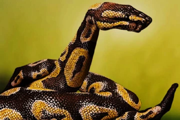 Optical Illusion: பாம்பு அல்லது கை? உங்கள் கண்ணுக்கு எது முதலில் தெரிகிறது? மாயை கூறும் ஜோதிடம்