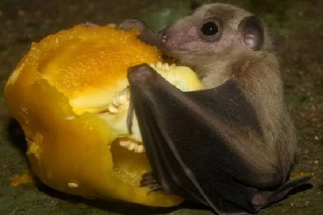 அடுத்தாக உருவாகியுள்ள 'மார்பர்க்' என்னும் வைரஸ்....என்னாகுமோ தெரியவில்லையே