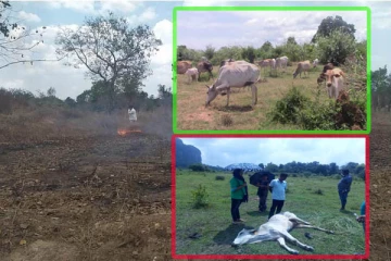 பறிக்கப்படும் மேய்ச்சல் தரை