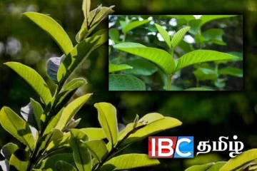 கொய்யா இலை கொதிக்க வைத்த நீரின் பயன்கள்...!!