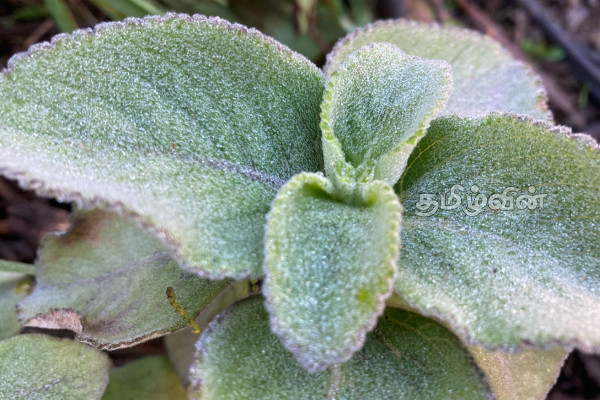 நுவரெலியாவில் உறைபனி பொழிவு : கவலை வெளியிட்ட மக்கள் | Early Morning Freezing Rain In Nuwara Eliya