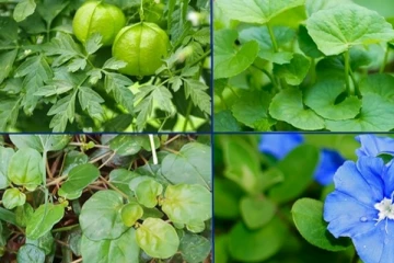 நம் வீட்டின் அருகே நோய்களை தீர்க்கும் மூலிகைகள்! ஓர் பார்வை