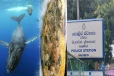 வவுனியாவில் 5 கிலோ அம்பருடன் கைது