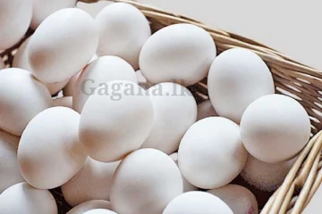 බිත්තරවලට කුමක් වෙයි ද?. බිත්තර ගැන ගත්ත තීරණය මෙන්න.