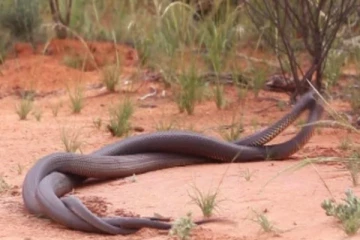 இரண்டு பாம்புகள் கடுமையான சண்டையிடும் காணொளி: இணையத்தில் வைரல்