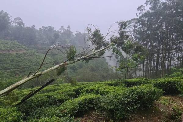நிலவும் சீரற்ற வானிலை : பல பகுதிகளில் மின்சாரம் துண்டிப்பு | Power Outage In Many Areas