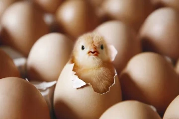 முட்டையா? கோழியா? எது முதலில் வந்தது - ஆத்திரத்தில் இளைஞர் செய்த வெறிச்செயல்!