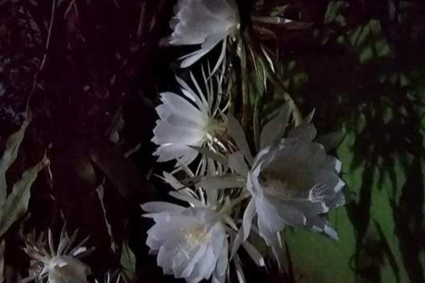 10 ஆண்டுக்கு ஒருமுறை இமயமலையில் பூக்கும் பூ தர்மபுரியில் பூத்துள்ளது.. விடியும் முன் குவிந்த மக்கள் | Brahma Kamalam Flower Which Is Found Only In No