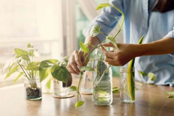 மணி பிளாண்ட் செடியை வளர்க்க போறீங்களா?.. இந்த பதிவு உங்களுக்கே