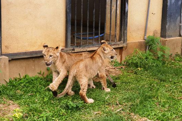 சிங்க குட்டிகளுக்கு பெயர் சூட்ட வாய்ப்பு | Opportunity To Name The Lion Cubs