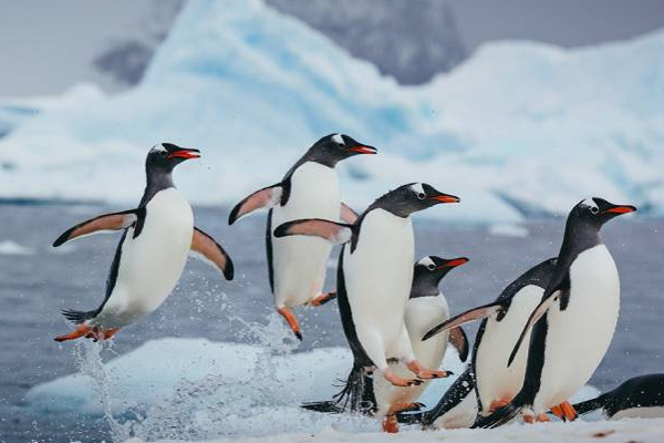 அண்டார்டிகாவில் அழிவின் விளிம்பில் இருக்கும் பென்குயின்கள்! | Penguins On The Brink Of Extinction In Antarctica