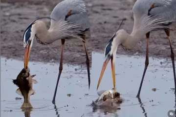 Viral Video: நாரையிடம் பிடியில் சிக்கிய மிகப்பெரிய மீன்! தப்பிக்க அரங்கேறும் பயங்கர போராட்டம்