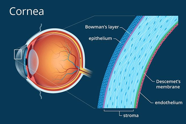 பாகிஸ்தானுக்கு ஆயிரக்கணக்கான கருவிழிப்படலங்களை வழங்கிய இலங்கை | Sri Lanka Has Donated 36 000 Irises To Pakistan