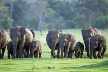 காட்டு யானைகளின் அட்டகாசத்தால் வாழ்வாதாரத்தை இழக்கும் கல்மடு மக்கள்