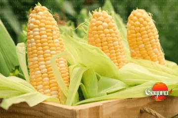 මොනරාගල බඩ ඉරිඟු ව්‍යාප්ත කරන්න බීජ ටොන් 26ක්