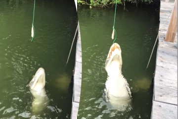 Viral Video: உணவிற்காக முதலை எடுத்த பயங்கர ரிஸ்க்... புல்லரிக்க வைக்கும் காட்சி