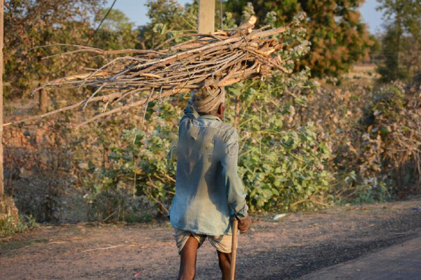 விறகு தேடி சென்றவருக்கு நேர்ந்த கதி! | The Fate Of The One Who Went Looking For Firewood