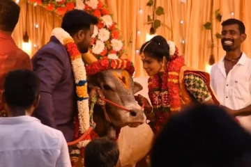 ஜல்லிக்கட்டு காளையை கல்யாண சீராக கொண்டுச் சென்ற மணமகள் - மதுரையை அதிரவைத்த சம்பவம்!