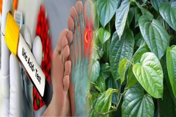 யூரிக்அமில பிரச்சினைக்கு வெற்றிலை தீர்வு கொடுக்ககுமா? முழுசா தெரிஞ்சிக்கோங்க