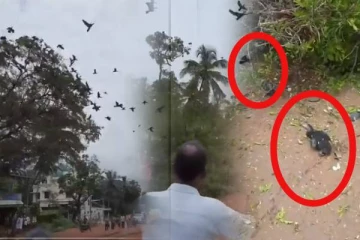 மனிதர்களில் மறைந்துபோன மனித  நேயம்! துடிதுடித்து இறந்த சின்னம் சிறு உயிர்கள்(Video)