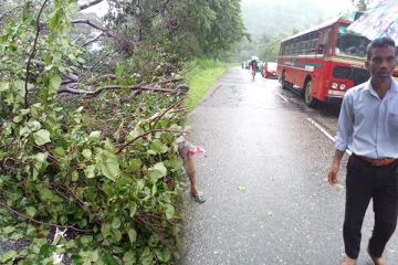 பதுளை - கண்டி பிரதான வீதியில் முறிந்து விழுந்த பாரிய மரம் (Photos)