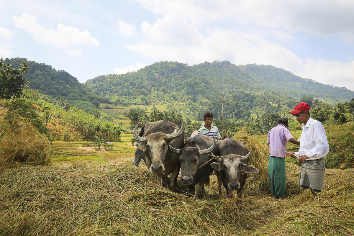 வயல் காணிகளை மீட்டுத் தருமாறு விவசாயிகள் அவசர கோரிக்கை! | Farmers Request Return Their Rottawewa Fields வயல் காணிகளை மீட்டுத் தருமாறு விவசாயிகள் அவசர கோரிக்கை! | Farmers Request Return Their Rottawewa Fields