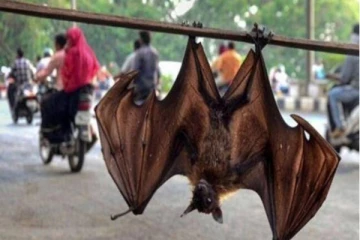 கொரோனாவை விட ஆபத்தான வைரஸ் இந்தியாவில் கண்டுபிடிப்பு!